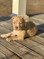 Chanel, a female American Pit Bull Terrier for sale in Waycross, GA – Photo 3 of 4