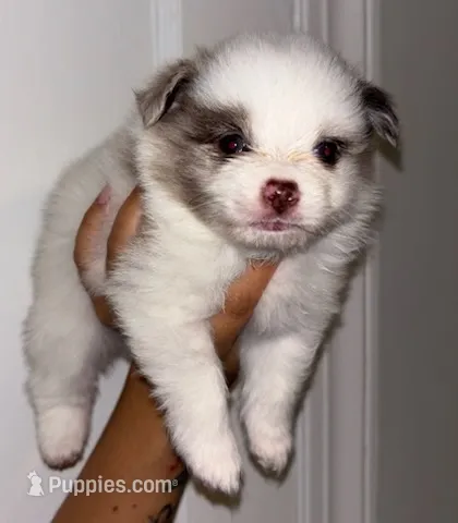 Versace – Pomeranian puppy for sale in South Windsor, CT