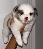 Versace, a male Pomeranian for sale in South Windsor, CT – 1 of 2