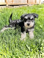 Piper, a male Miniature Schnauzer for sale in New Holland, PA – Photo 3 of 3