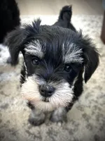 Piper, a male Miniature Schnauzer for sale in New Holland, PA – Photo 1 of 3