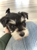 Piper, a male Miniature Schnauzer for sale in New Holland, PA – Photo 2 of 3