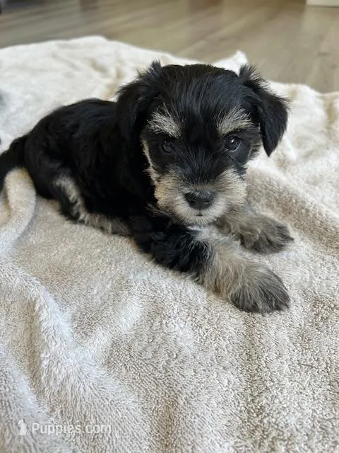Willow  – Miniature Schnauzer puppy for sale in New Holland, PA