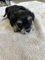 Willow , a female Miniature Schnauzer for sale in New Holland, PA – Photo 4 of 4