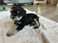 Willow , a female Miniature Schnauzer for sale in New Holland, PA – Photo 2 of 4