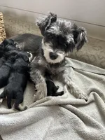 Willow , a female Miniature Schnauzer for sale in New Holland, PA – Photo 3 of 4