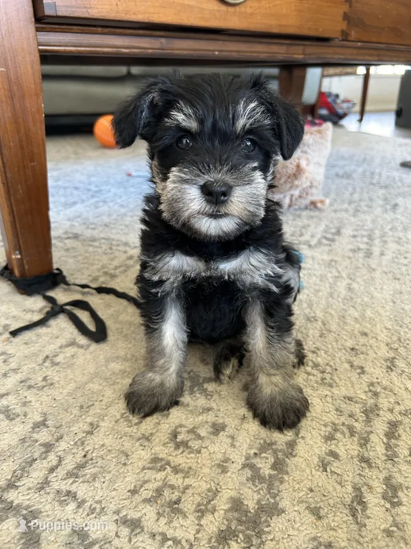 Fin – Miniature Schnauzer puppy for sale in New Holland, PA
