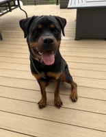 Loki, a male Rottweiler for sale in Granger, IN – Photo 2 of 4