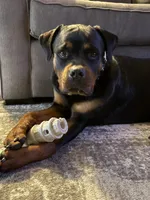 Loki, a male Rottweiler for sale in Granger, IN – Photo 1 of 4