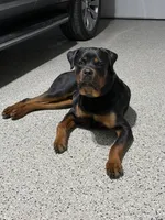 Loki, a male Rottweiler for sale in Granger, IN – Photo 4 of 4