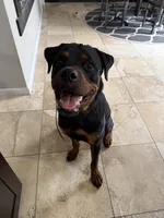 Loki, a male Rottweiler for sale in Granger, IN – Photo 3 of 4