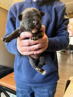 Male #5, a male American Pit Bull Terrier and English Mastiff for sale in Harrison, MI – Photo 2 of 2