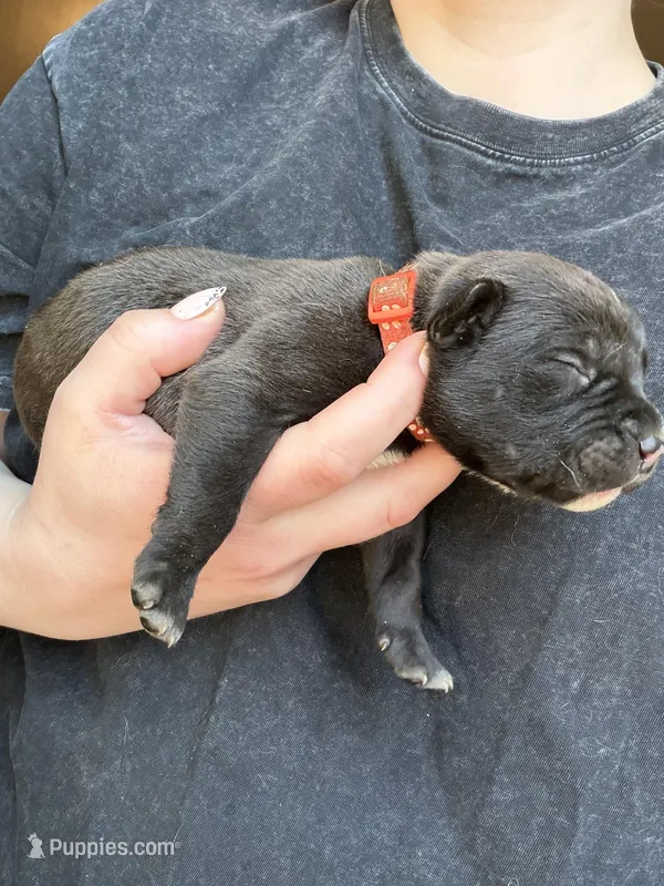 Male #5 – American Pit Bull Terrier, English Mastiff puppy for sale in Harrison, MI