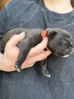 Male #5, a male American Pit Bull Terrier and English Mastiff for sale in Harrison, MI – Photo 1 of 2