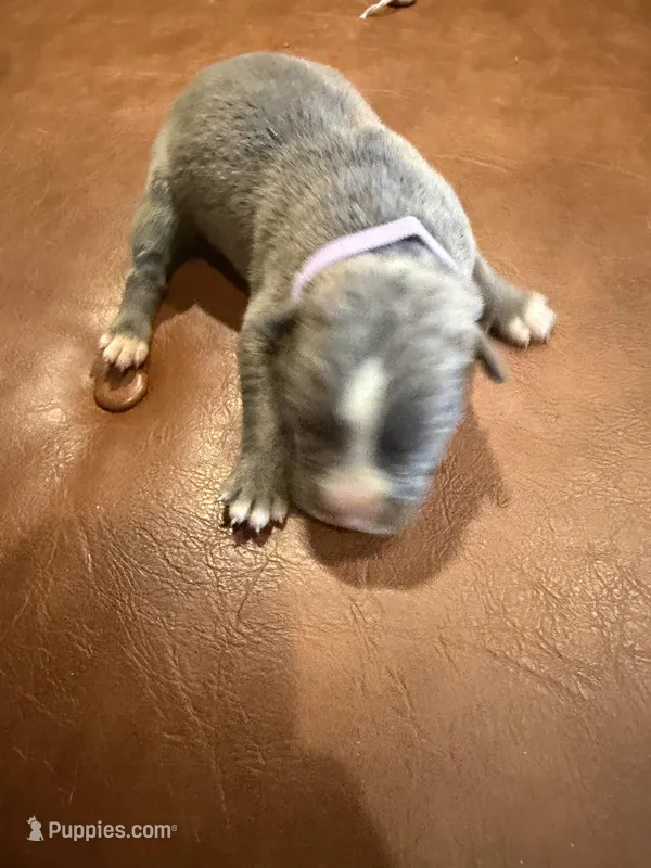 Female #3 – American Pit Bull Terrier, English Mastiff puppy on hold in Harrison, MI
