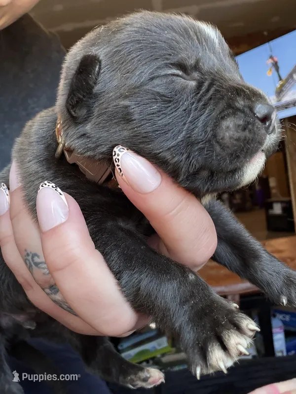 Male #3 – American Pit Bull Terrier, English Mastiff puppy for sale in Harrison, MI