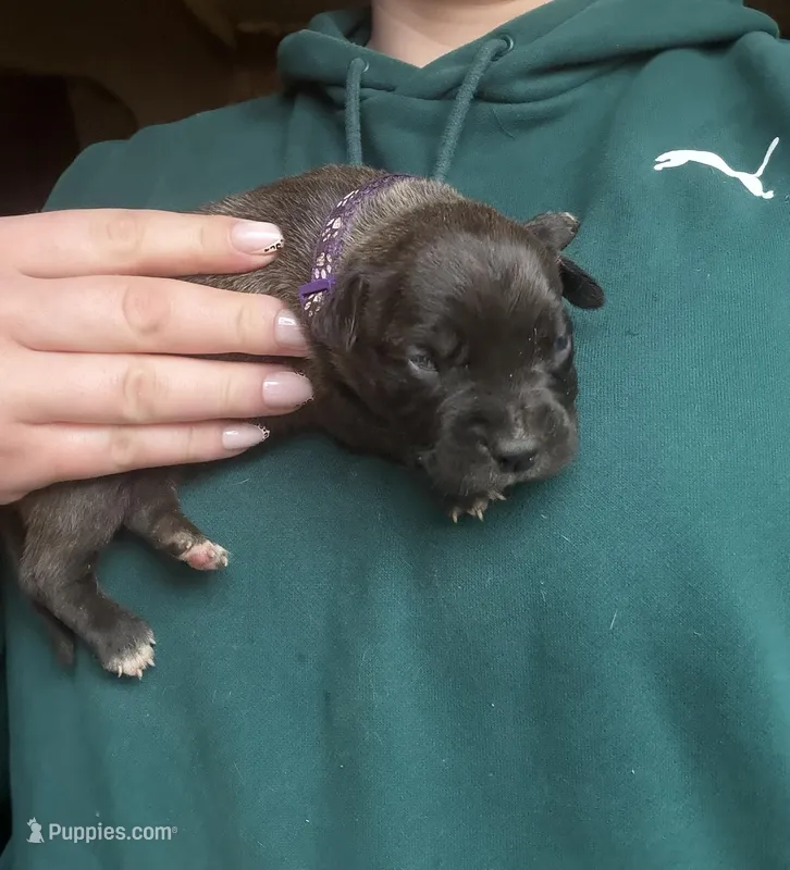 Female #1 – American Pit Bull Terrier, English Mastiff puppy for sale in Harrison, MI