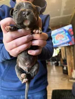 Male #2, a male American Pit Bull Terrier and English Mastiff for sale in Harrison, MI – Photo 2 of 2
