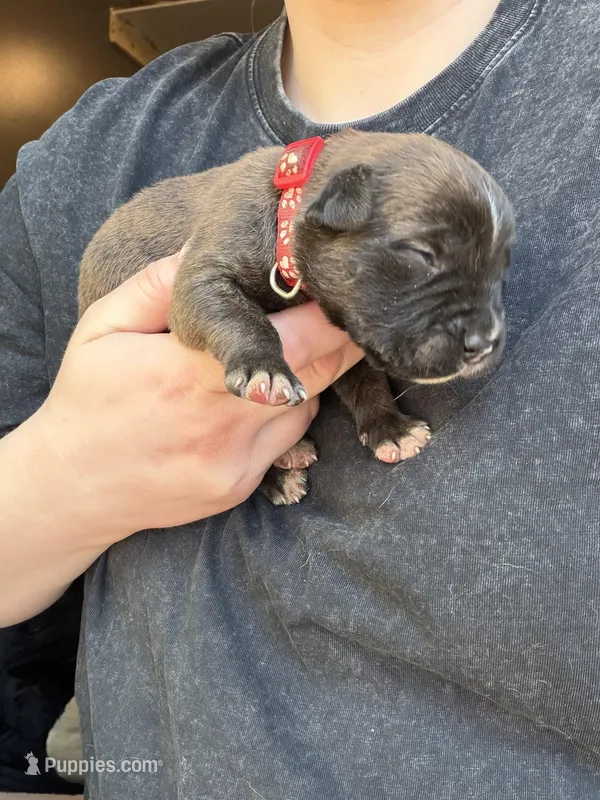 Male #2 – American Pit Bull Terrier, English Mastiff puppy for sale in Harrison, MI