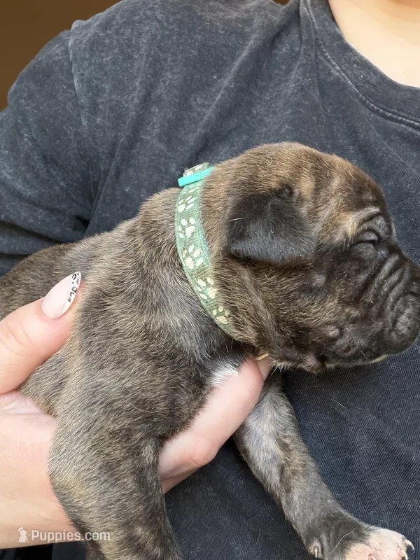 Male #1 – American Pit Bull Terrier, English Mastiff puppy for sale in Harrison, MI