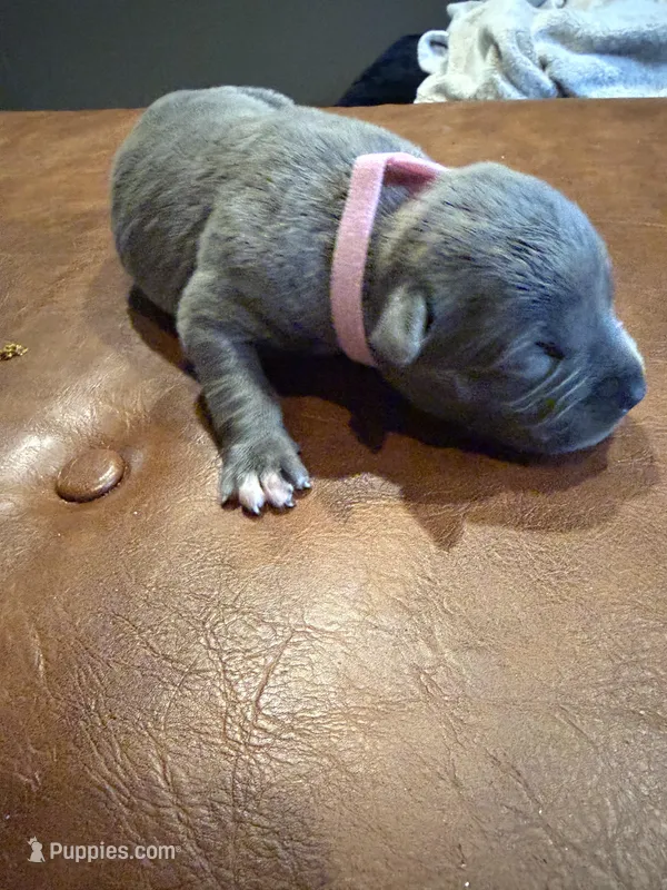 Female #2 – American Pit Bull Terrier, English Mastiff puppy on hold in Harrison, MI