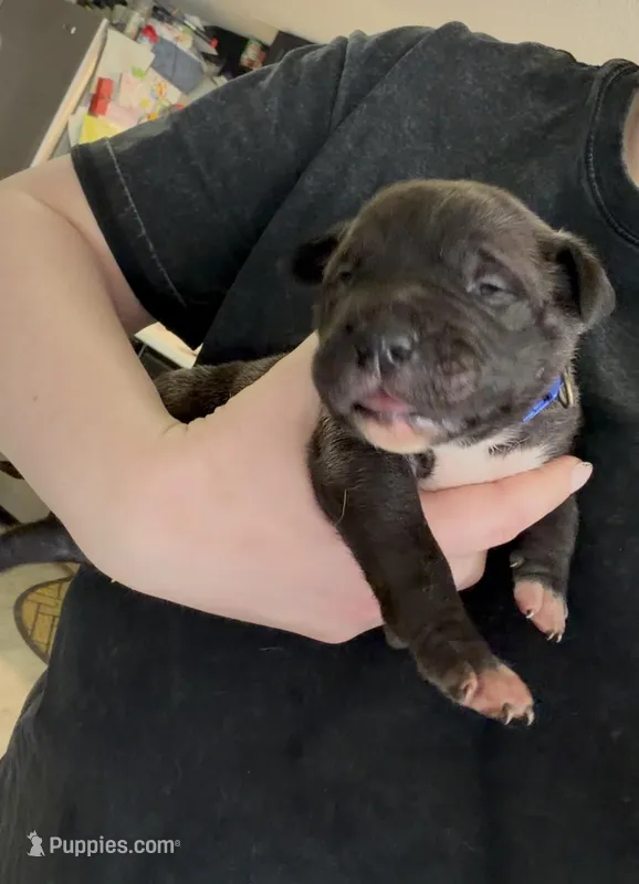 Male #4 – American Pit Bull Terrier, English Mastiff puppy for sale in Harrison, MI