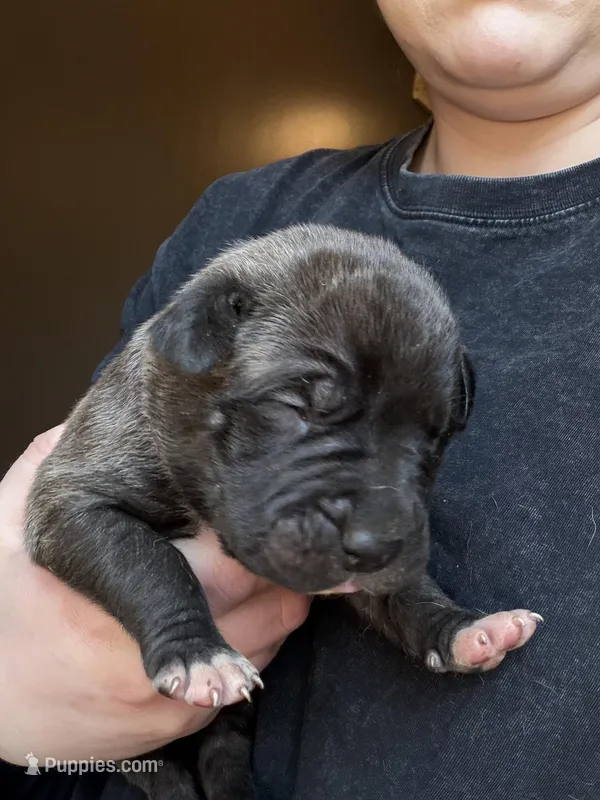 Male #4 – American Pit Bull Terrier, English Mastiff puppy for sale in Harrison, MI