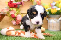 Jesse, a male Miniature Bernedoodle for sale in Arthur, IL – 5 of 9
