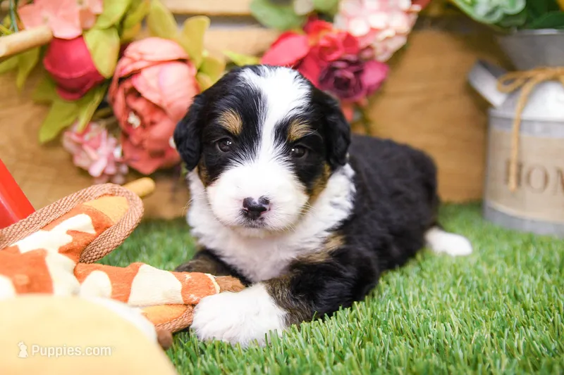 Joy – Miniature Bernedoodle puppy for sale in Arthur, IL