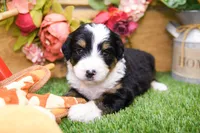 Joy, a female Miniature Bernedoodle for sale in Arthur, IL – 1 of 9