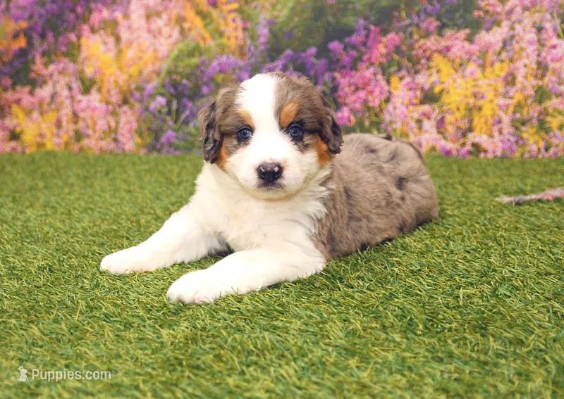 Cyrus – Miniature Bernedoodle puppy for sale in Arthur, IL