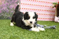 Caitlin, a female Miniature Bernedoodle for sale in Arthur, IL – Photo 1 of 7