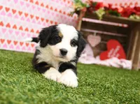 Caitlin, a female Miniature Bernedoodle for sale in Arthur, IL – Photo 2 of 7
