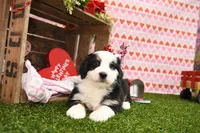Caitlin, a female Miniature Bernedoodle for sale in Arthur, IL – Photo 5 of 7