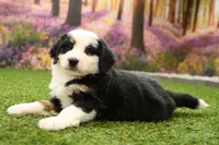 Caitlin, a female Miniature Bernedoodle for sale in Arthur, IL – Photo 4 of 7