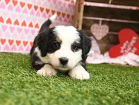 Caitlin, a female Miniature Bernedoodle for sale in Arthur, IL – Photo 3 of 7
