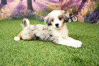Kaya, a female Miniature Bernedoodle for sale in Arthur, IL – 5 of 7