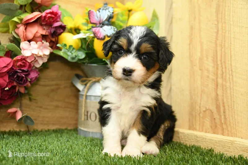 Harper – Miniature Bernedoodle puppy for sale in Arthur, IL
