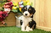 Harper, a female Miniature Bernedoodle for sale in Arthur, IL – 1 of 7