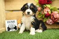 Harper, a female Miniature Bernedoodle for sale in Arthur, IL – 5 of 7