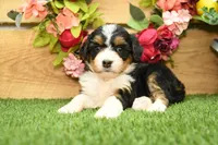 Harper, a female Miniature Bernedoodle for sale in Arthur, IL – 4 of 7