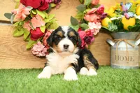 Harper, a female Miniature Bernedoodle for sale in Arthur, IL – 3 of 7