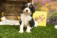 Harper, a female Miniature Bernedoodle for sale in Arthur, IL – 2 of 7