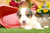 Cyrus, a male Miniature Bernedoodle for sale in Arthur, IL – 2 of 10