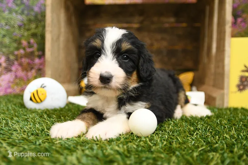 Hayes – Miniature Bernedoodle puppy for sale in Arthur, IL