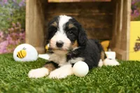 Hayes, a male Miniature Bernedoodle for sale in Arthur, IL – 1 of 7