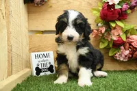 Hayes, a male Miniature Bernedoodle for sale in Arthur, IL – 3 of 7