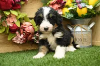 Hayes, a male Miniature Bernedoodle for sale in Arthur, IL – 2 of 7