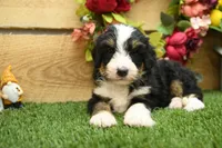 Hayes, a male Miniature Bernedoodle for sale in Arthur, IL – 4 of 7