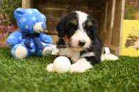Hayes, a male Miniature Bernedoodle for sale in Arthur, IL – 5 of 7